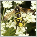 Tenthredo cf marginella~thomsoni - Blattwespe 01b.jpg